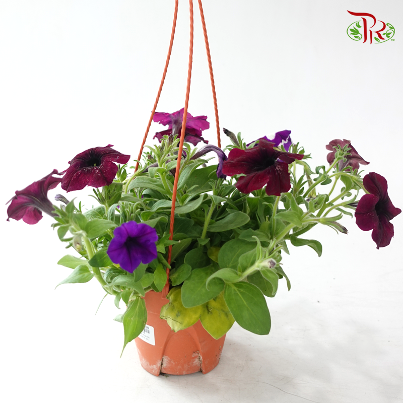 Petunia《牵牛花》P220 (Random Color)