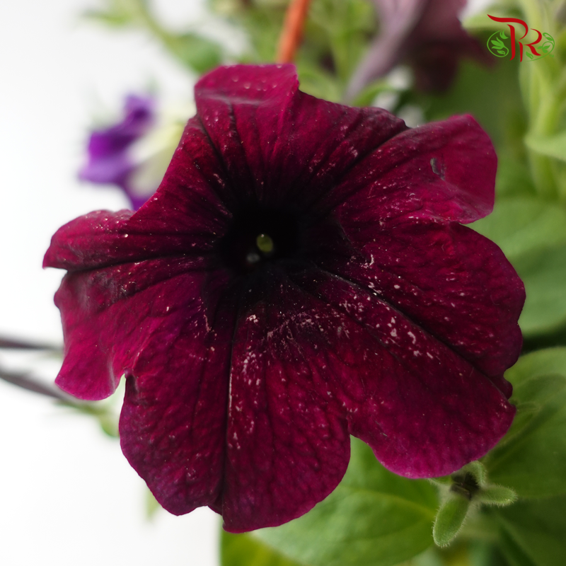 Petunia《牵牛花》P220 (Random Color)