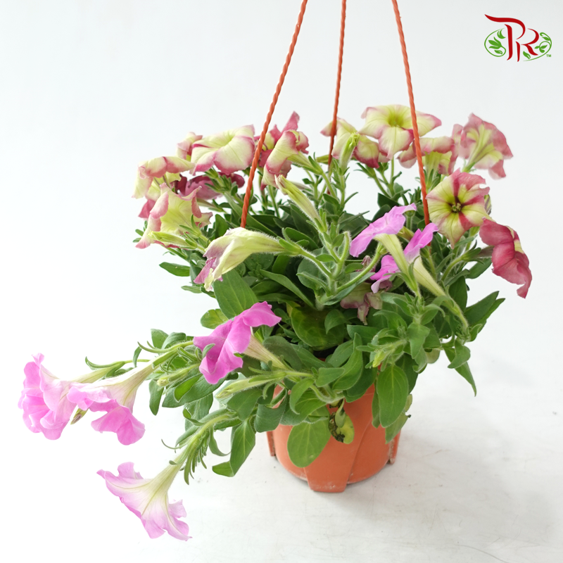 Petunia《牵牛花》P220 (Random Color)