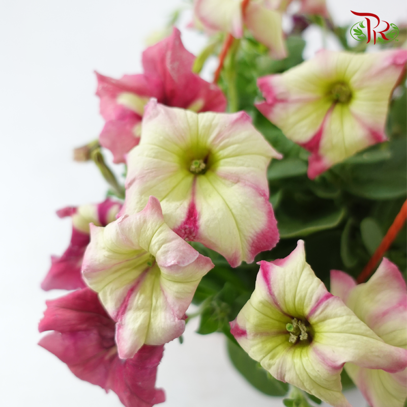 Petunia《牵牛花》P220 (Random Color)