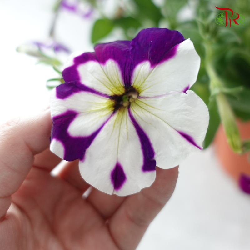 Petunia《牵牛花》P220 (Random Color)