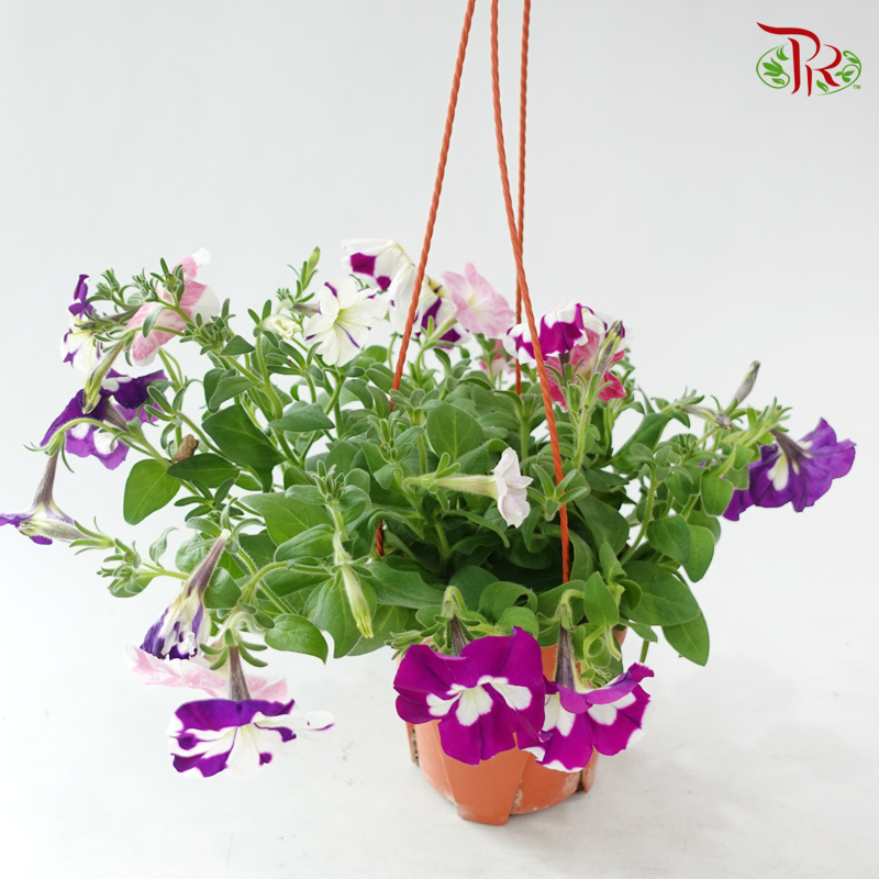 Petunia《牵牛花》P220 (Random Color)