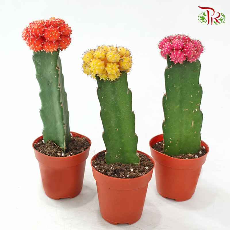 Moon Cactus P80《月亮仙人掌》(Random Choose Colour)