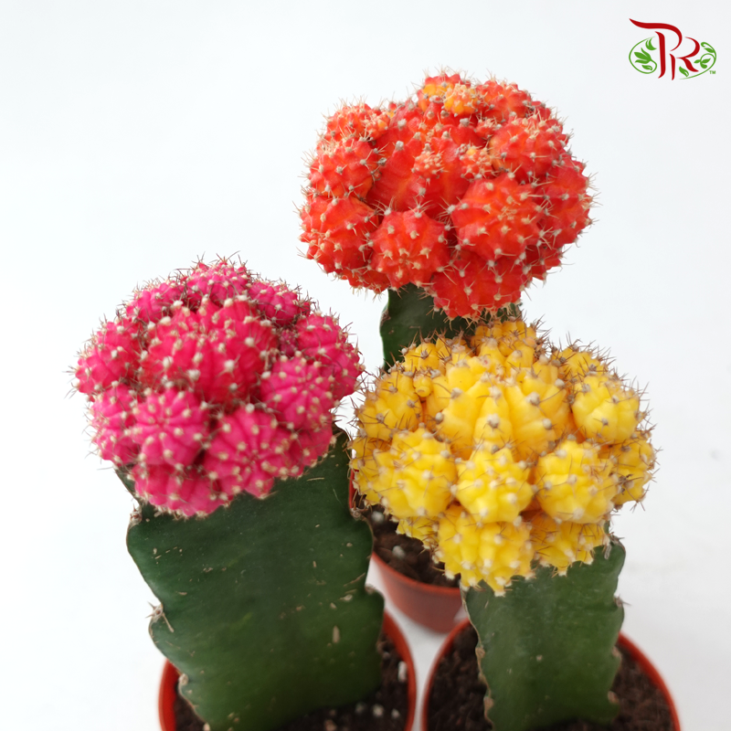 Moon Cactus P80《月亮仙人掌》(Random Choose Colour)
