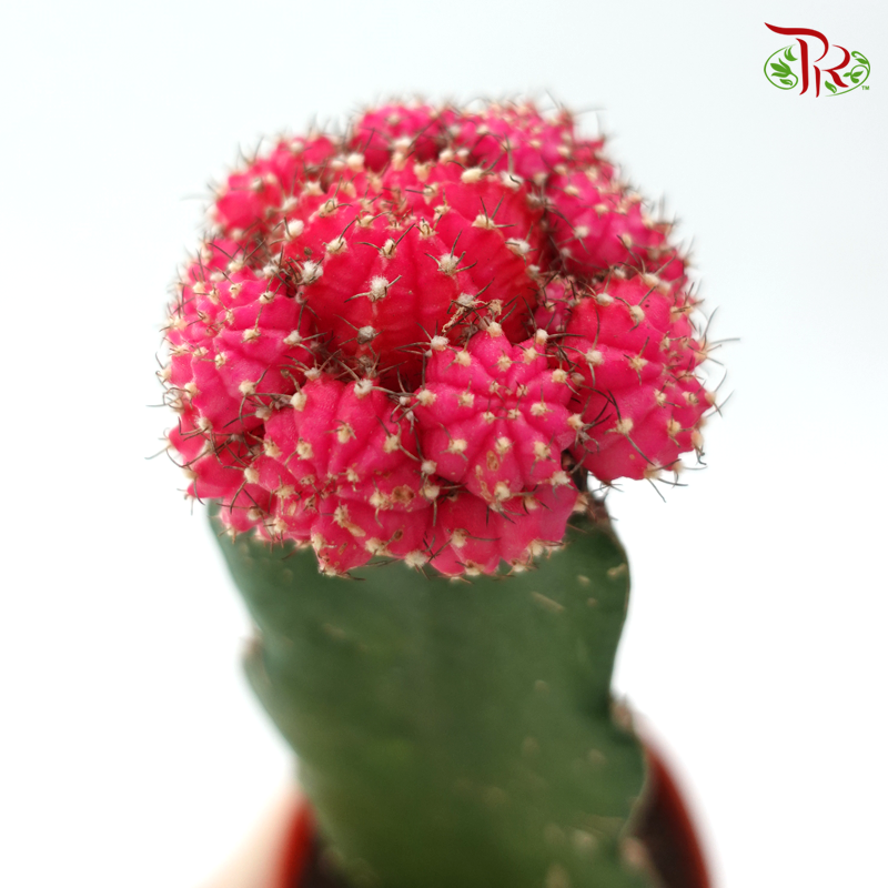 Moon Cactus P80《月亮仙人掌》(Random Choose Colour)