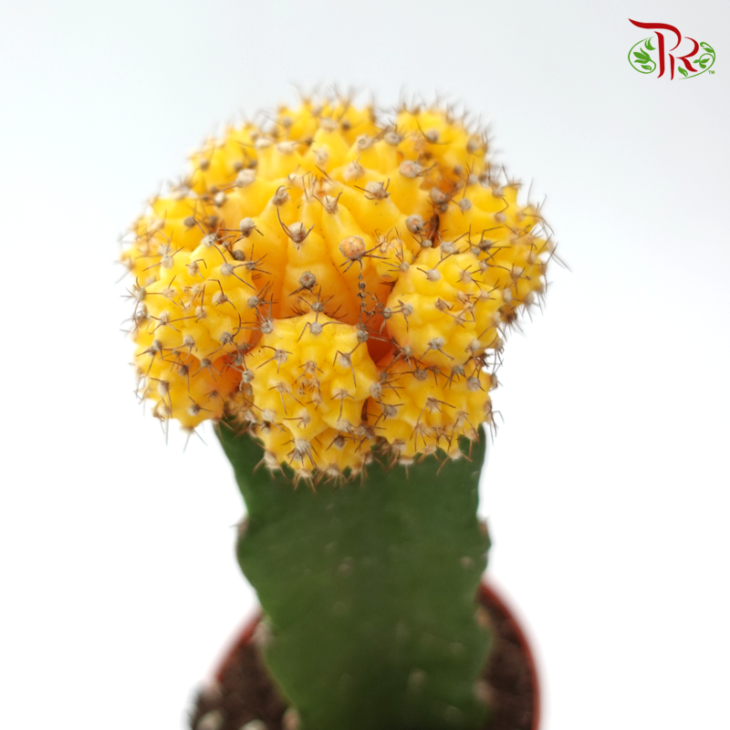 Moon Cactus P80《月亮仙人掌》(Random Choose Colour)