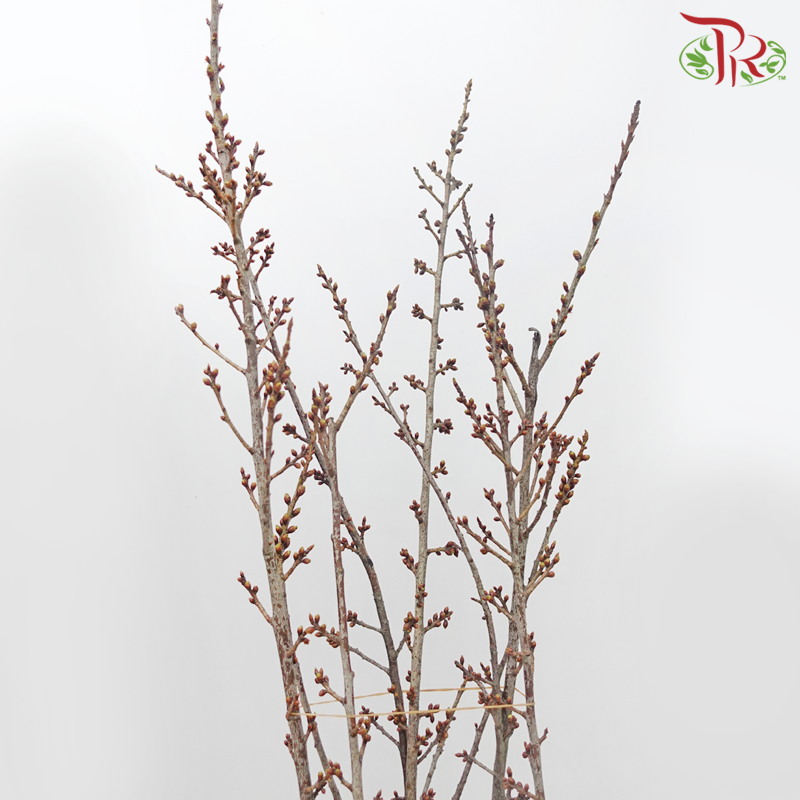 Sakura Blossom (Per Bunch) - Pudu Ria Florist