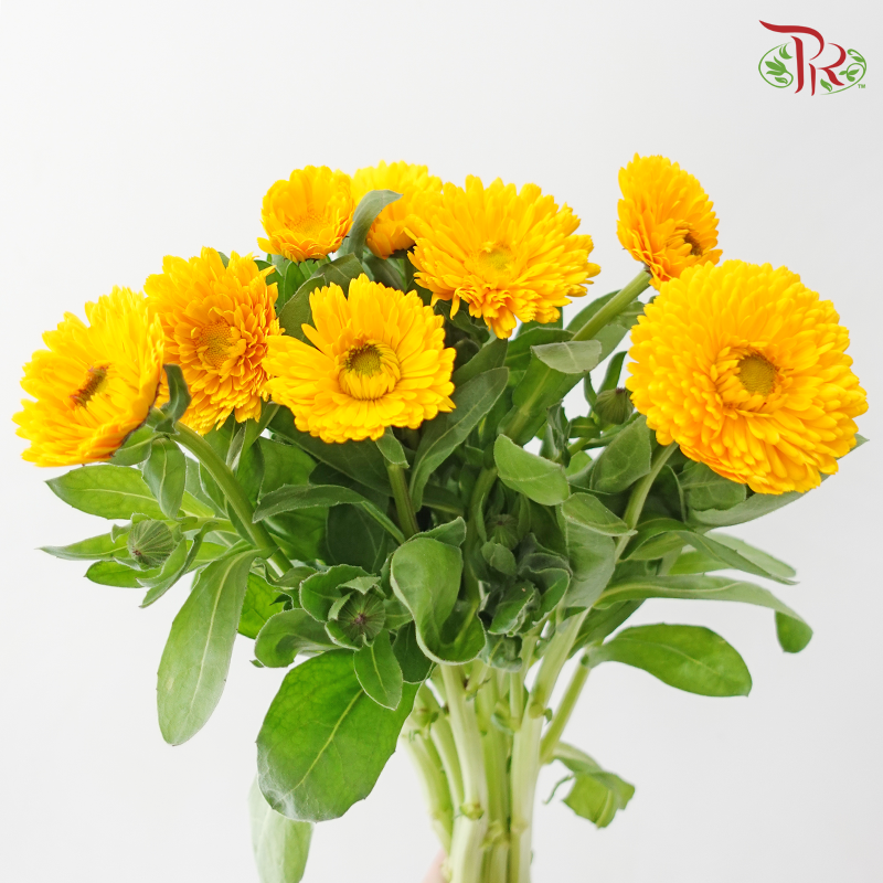 Marigold 《万寿菊》