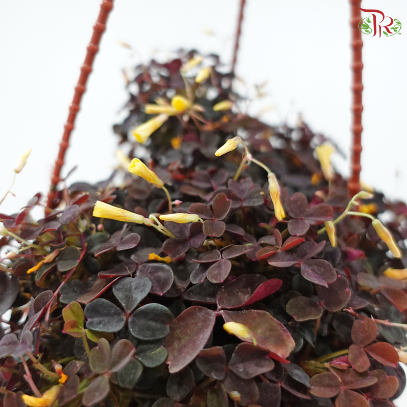 Oxalis Spiralis P120《火山酢漿草》