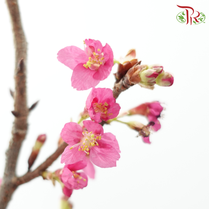 Sakura Blossom《桃花》