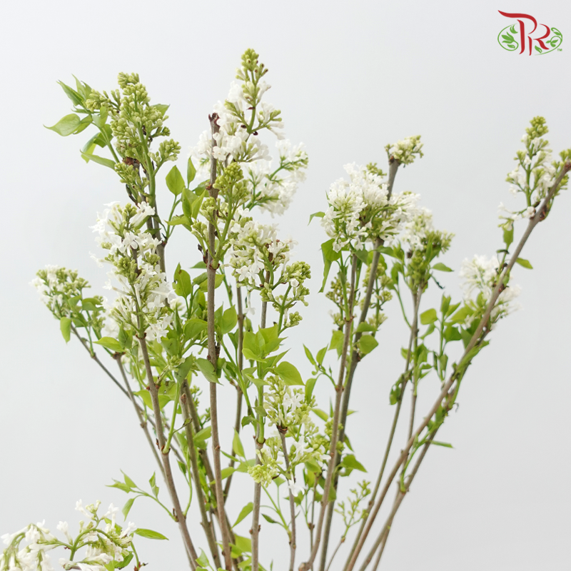 Lilac (Syringa) 《丁香花》