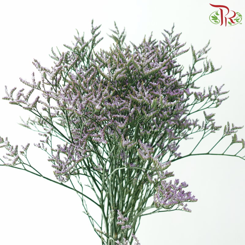 Limonium