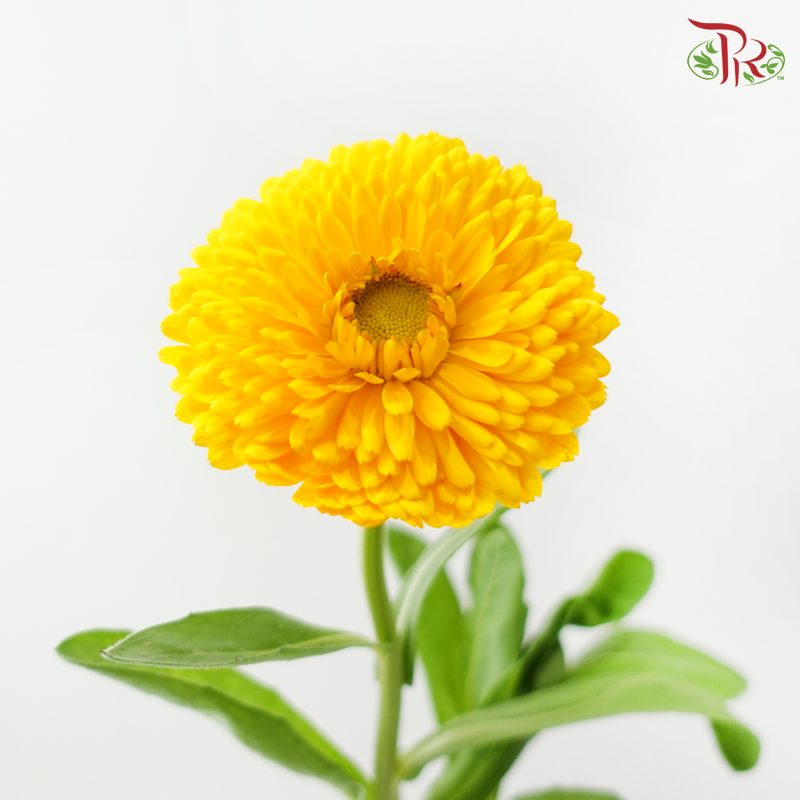 Marigold 《万寿菊》