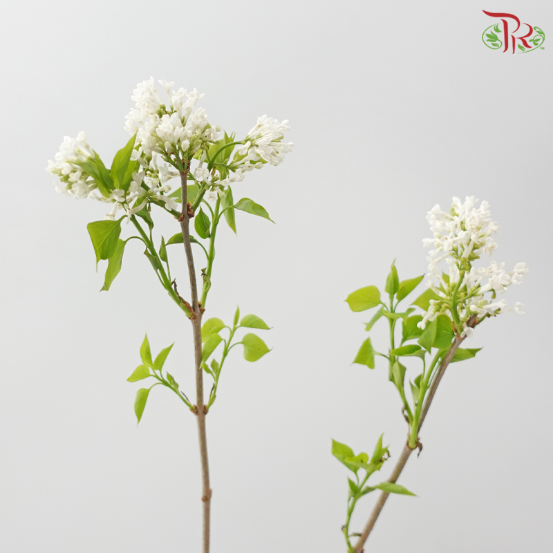 Lilac (Syringa) 《丁香花》