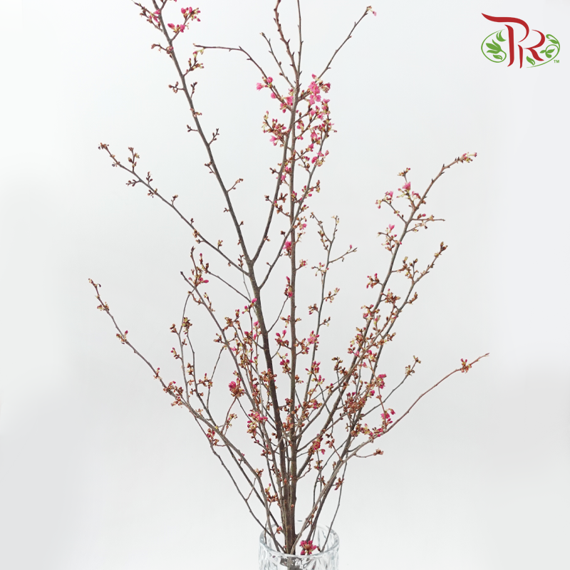 Sakura Blossom《桃花》