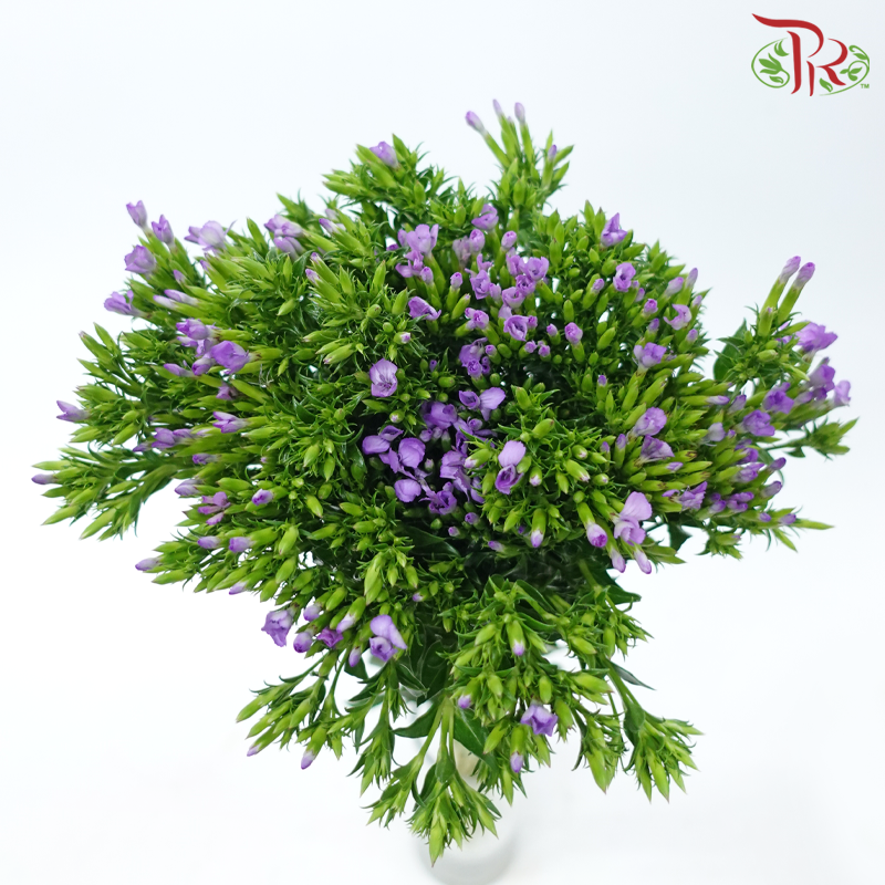 Phlox 《天蓝绣球》