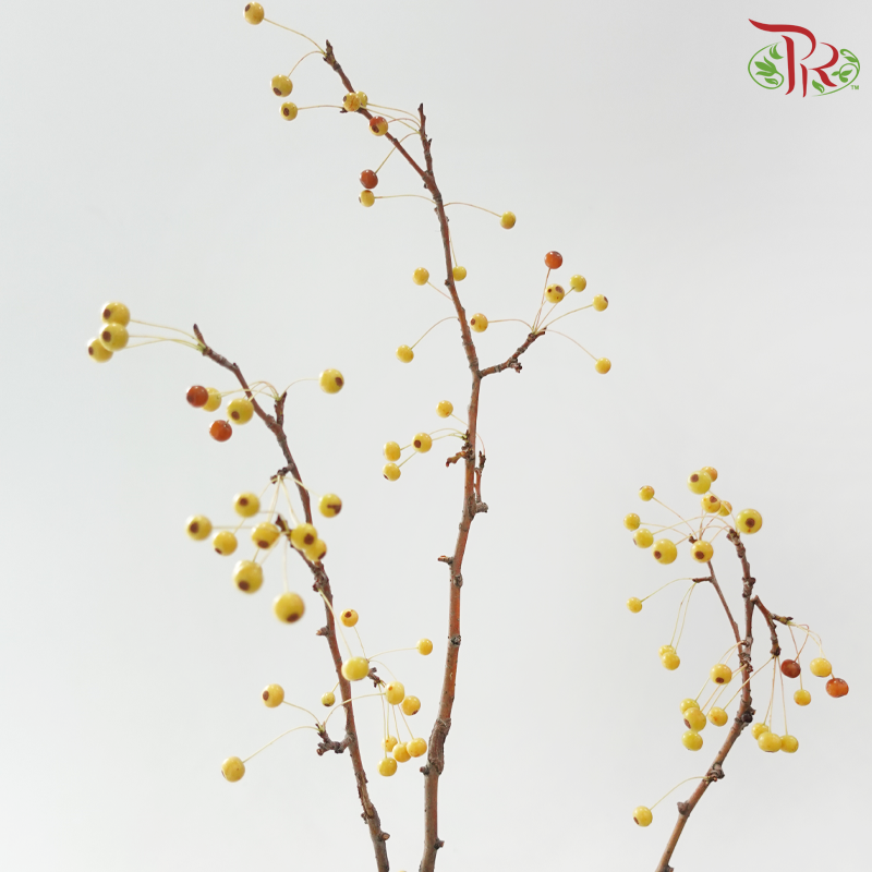 Crab Apple 《海棠》