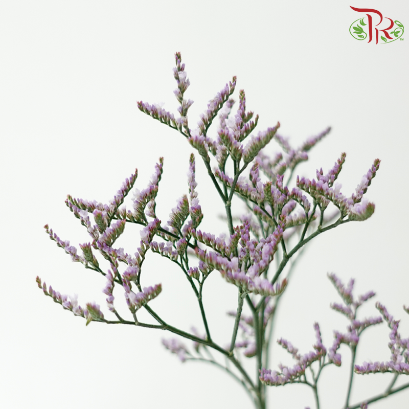 Limonium