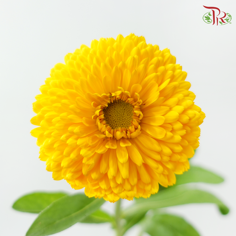 Marigold 《万寿菊》