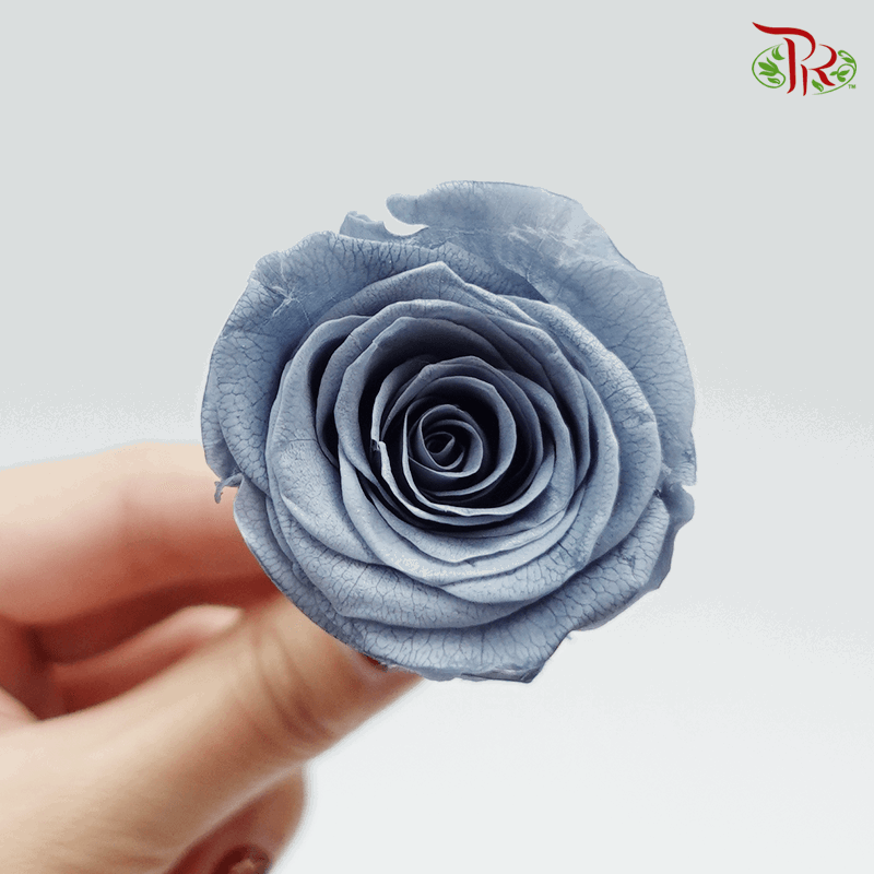 10 Bloom Rose - Grey-Grey-China-prflorist.com.my