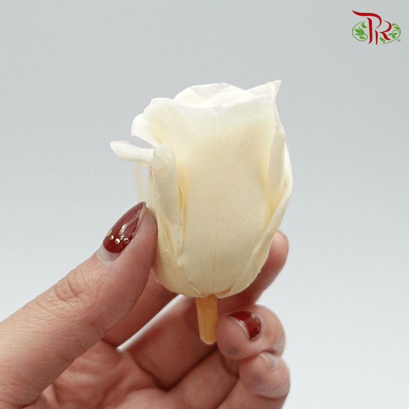 10 Bloom Rose - Light Yellow Cream-Cream-China-prflorist.com.my