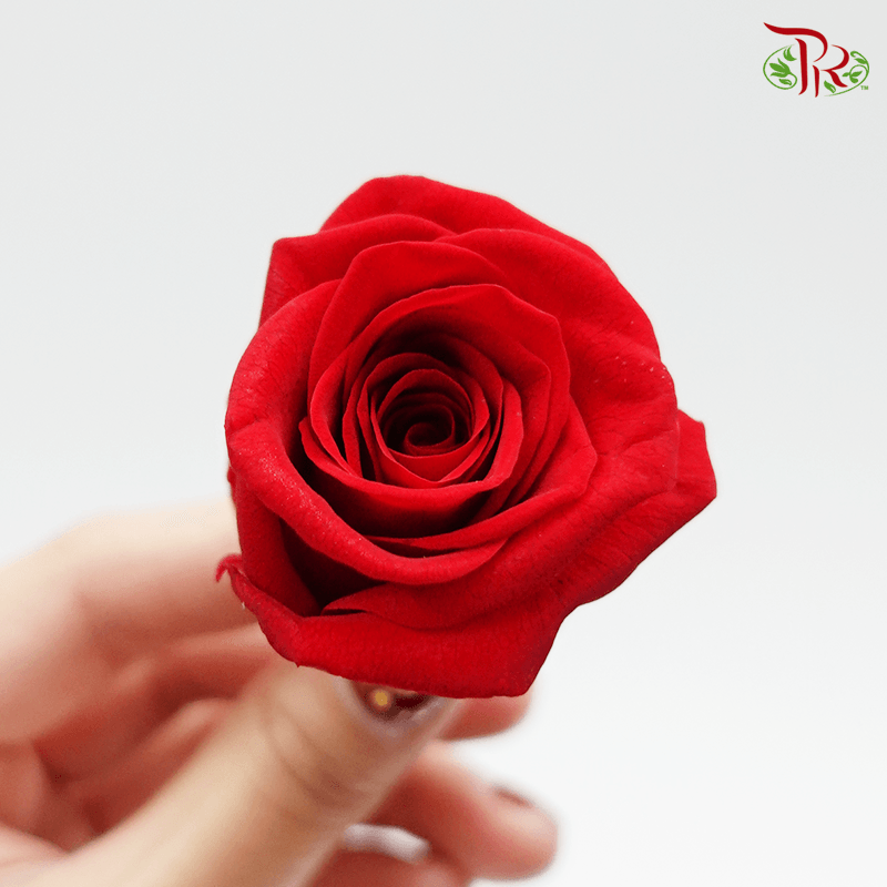 10 Bloom Rose - Red-Red-China-prflorist.com.my