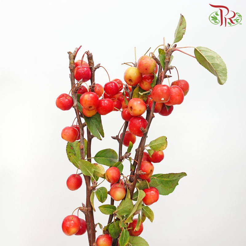 Malus Red Sentinel (5 Stems) - Pudu Ria Florist