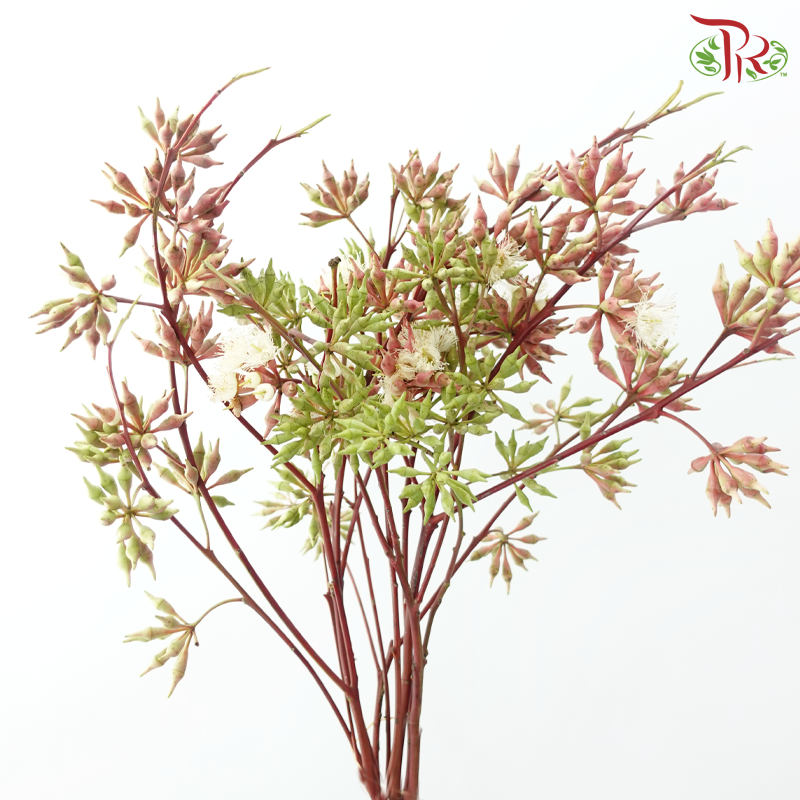 Eucalyptus Robusta with Berry