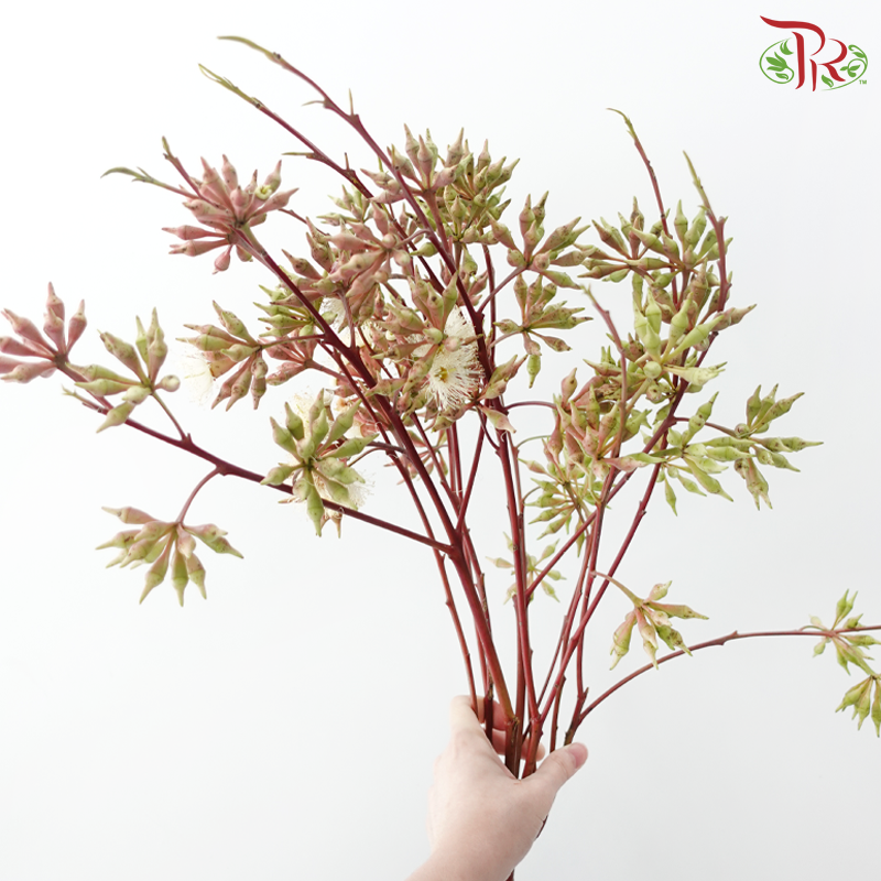 Eucalyptus Robusta with Berry