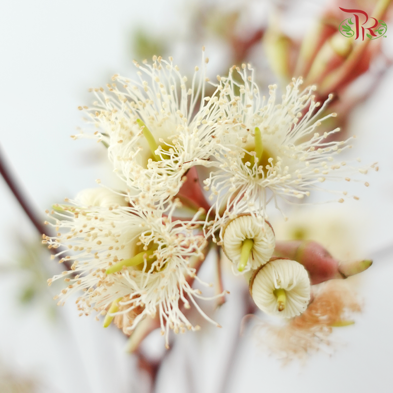 Eucalyptus Robusta with Berry