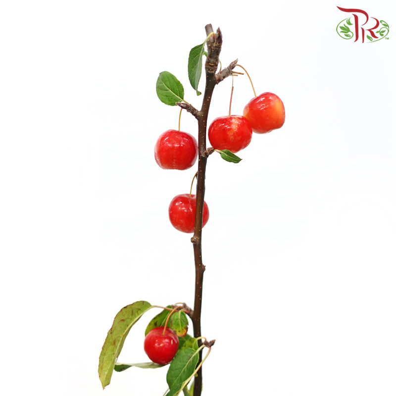 Malus Red Sentinel (5 Stems) - Pudu Ria Florist