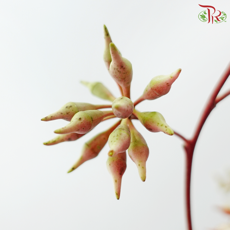 Eucalyptus Robusta with Berry