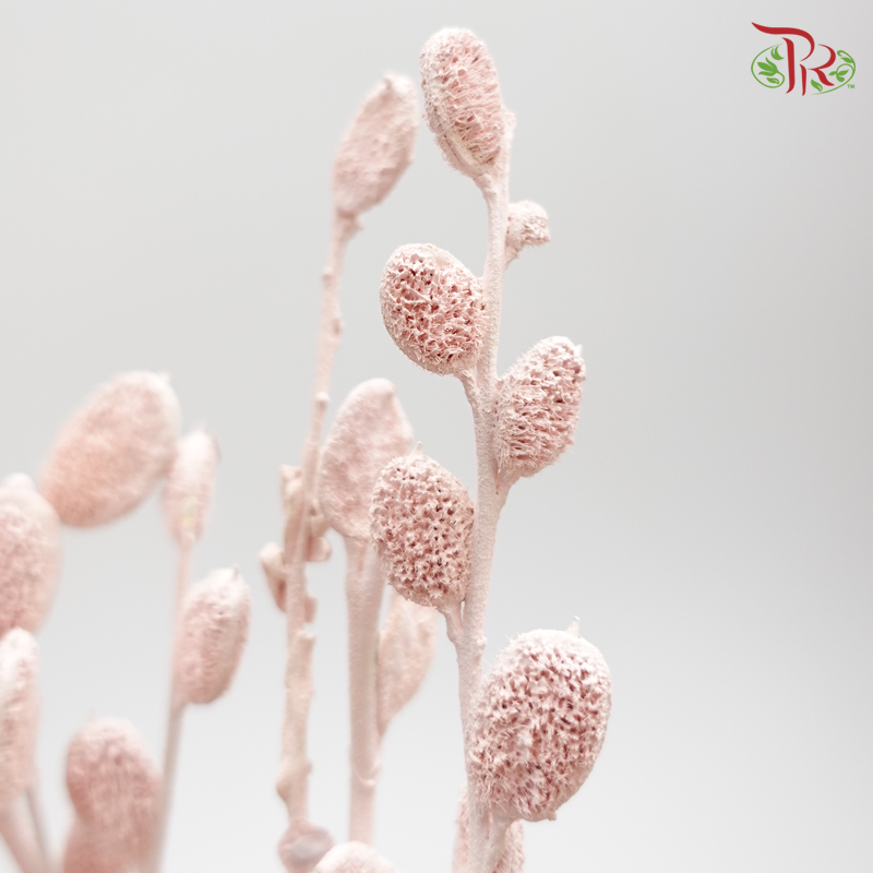 Preserved Fibigia - Light Pink (1016-0-102) - Pudu Ria Florist