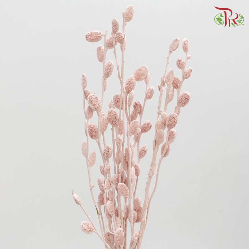 Preserved Fibigia - Light Pink (1016-0-102) - Pudu Ria Florist