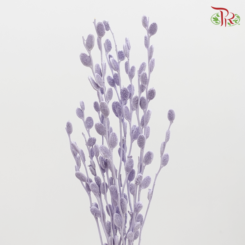 Preserved Fibigia - Purple (1016-0-402) - Pudu Ria Florist