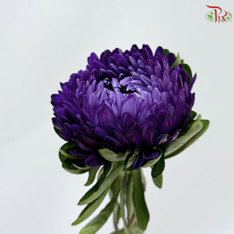 Aster《翠菊》