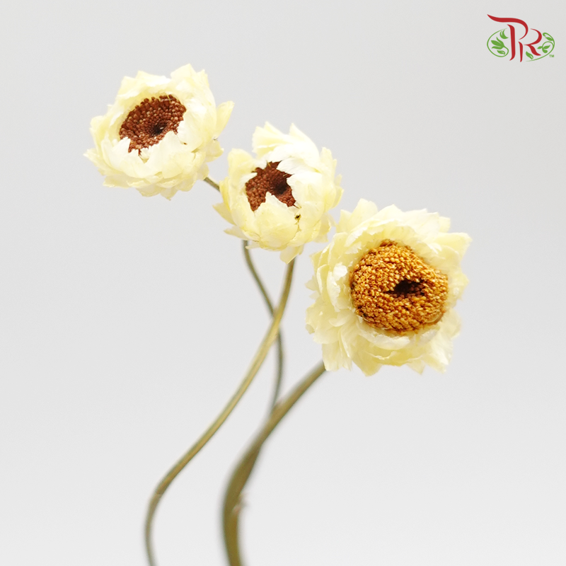 Preserved Ammobium - Yellow (1030-2-500) - Pudu Ria Florist