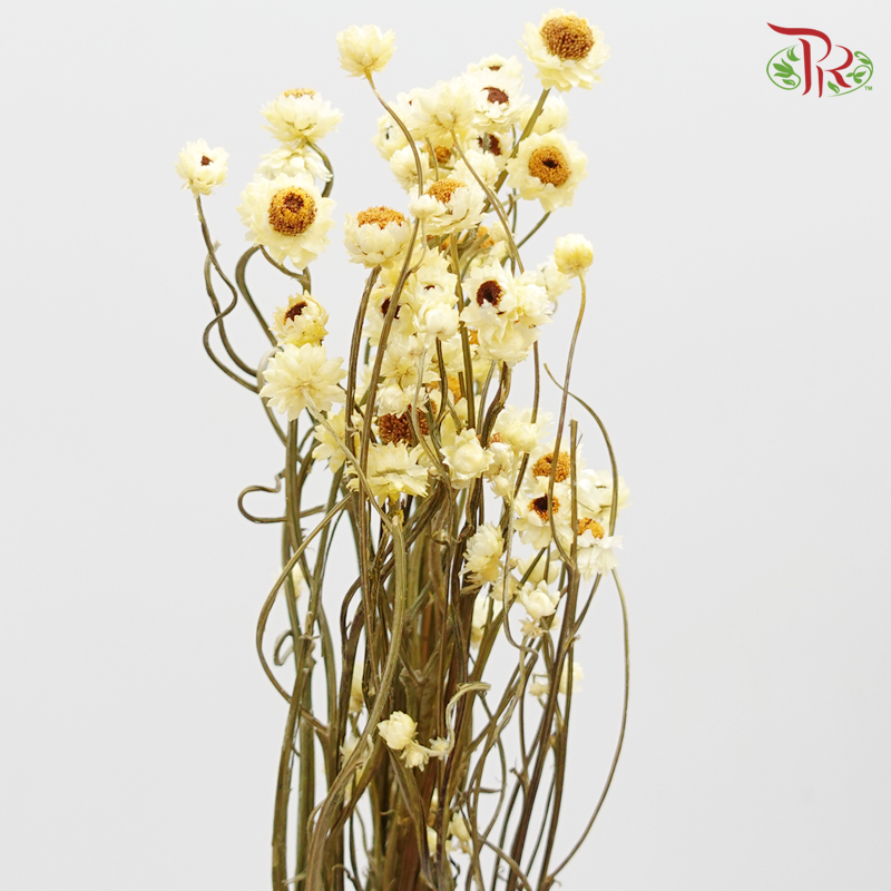 Preserved Ammobium - Yellow (1030-2-500) - Pudu Ria Florist