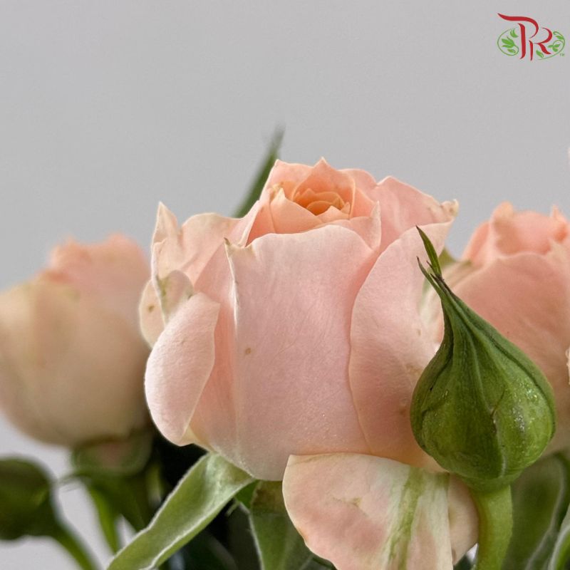 Rose Spray 《多头玫瑰》