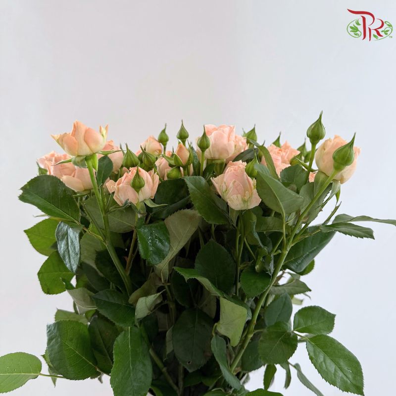 Rose Spray 《多头玫瑰》