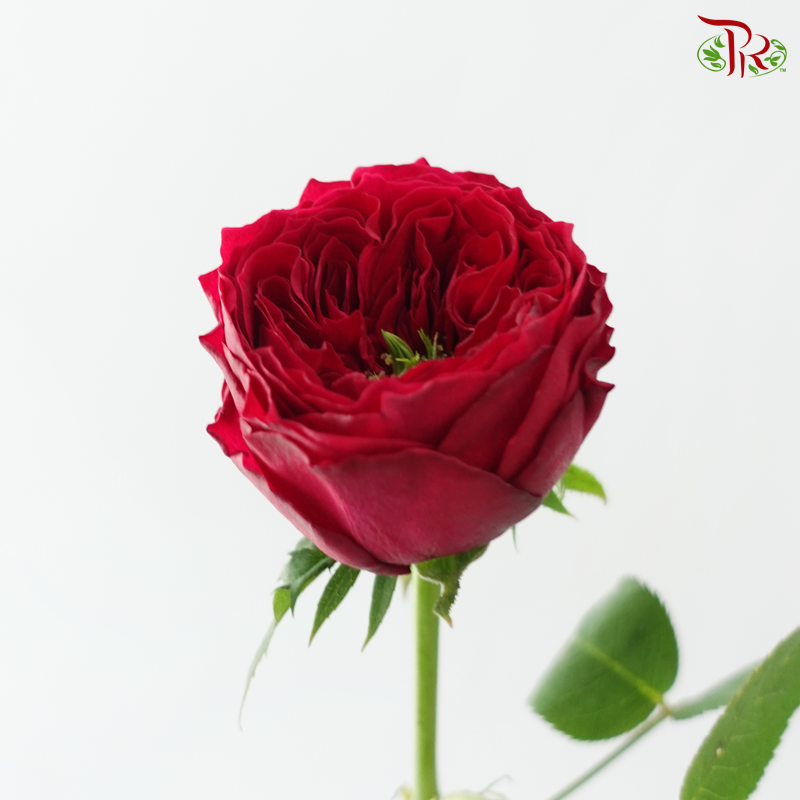 Garden Rose David Austin