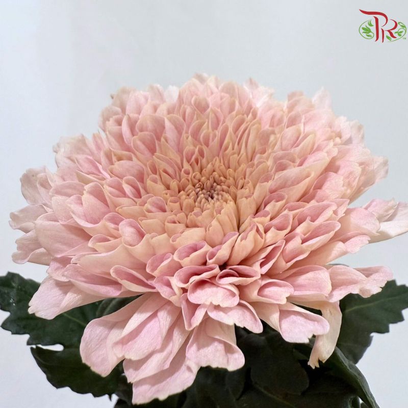 Anastasia / Net Mum Chrysanthemum