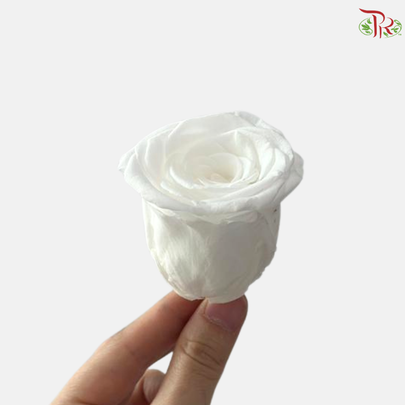 8 Blooms Preserved Rose