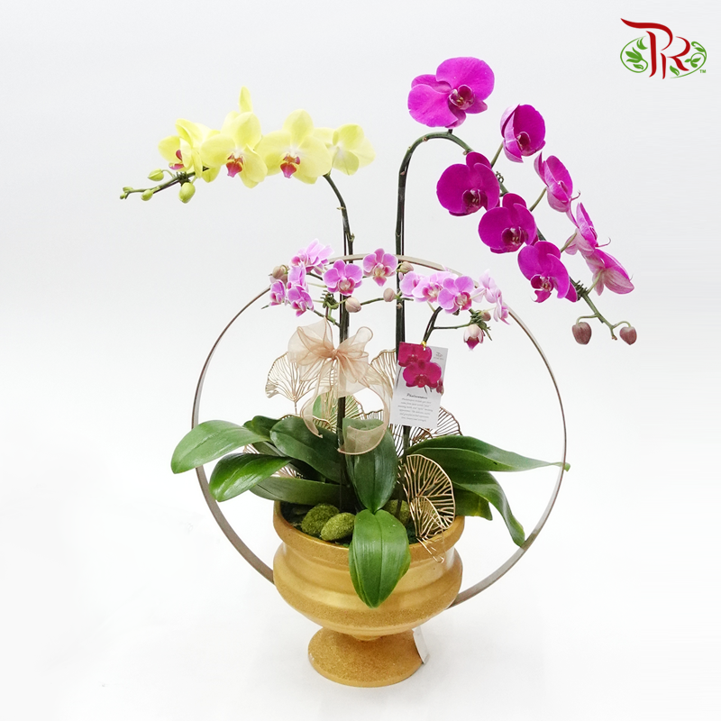 Phalaenopsis Orchid Arrangement In Gold Pot - Random colour - Pudu Ria Florist