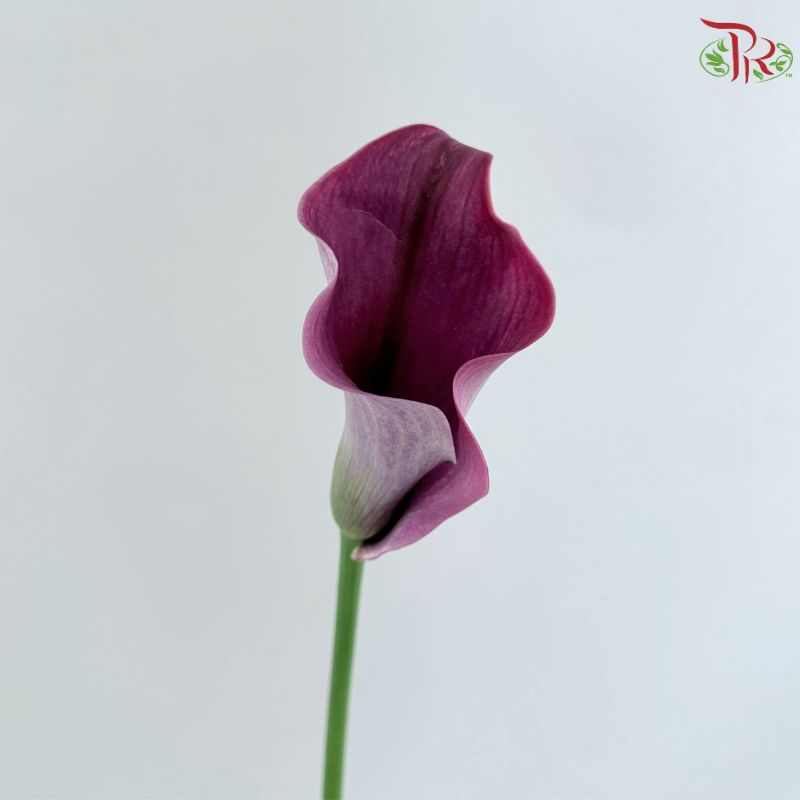 Calla Lily《海芋》