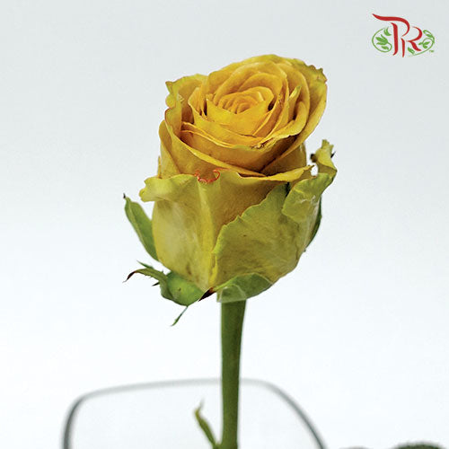 Rose - Hearts Of Gold (10 Stems) - Pudu Ria Florist