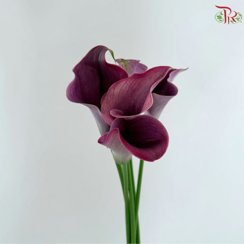 Calla Lily《海芋》