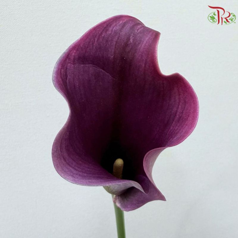 Calla Lily《海芋》