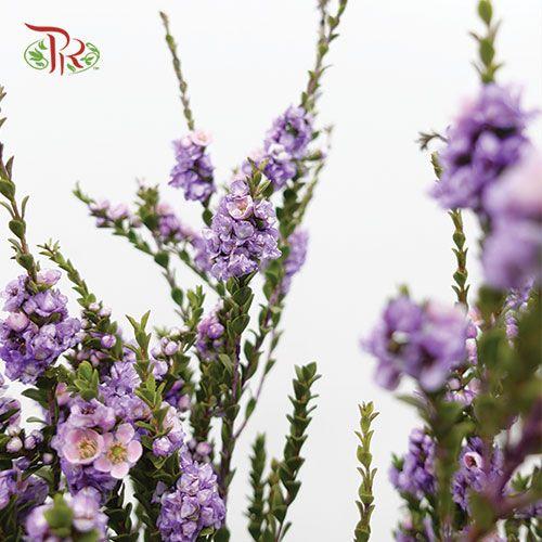 Snowflake Double (Dyed) - Pudu Ria Florist