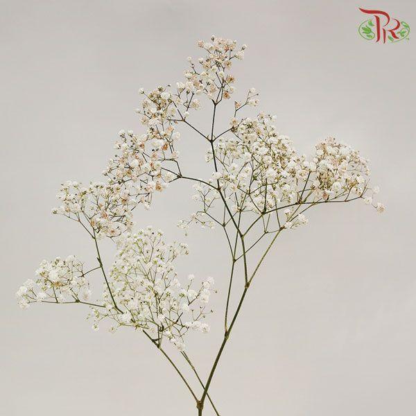 Baby's Breath Dyed Color - Gold (10 Stems) - Pudu Ria Florist